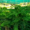 Christmas Trees