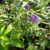 Angulias Purple Plant