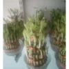 Lucky Bamboo