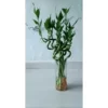 Lucky Bamboo Plant