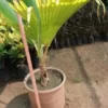 Garden Pachira Plant