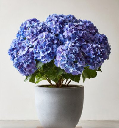 plant page category 1_indoor