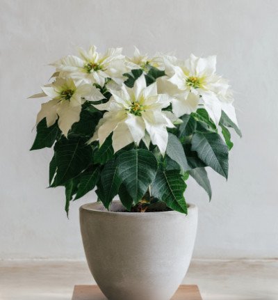 plant page category 1_indoor