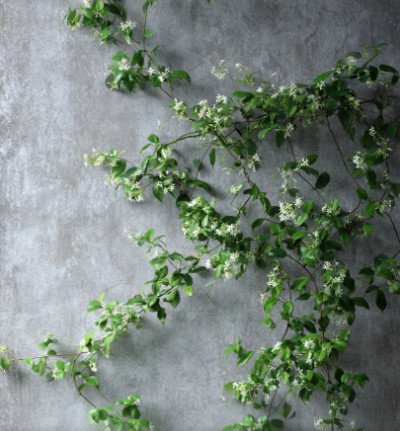 plant page category 1_indoor