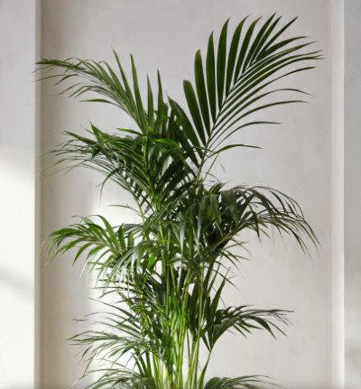 plant page category 1_indoor