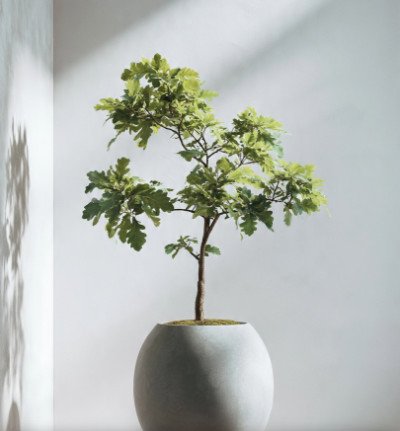 plant page category 1_indoor